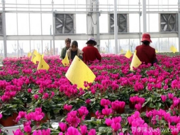 扬州高邮：每天发货30万株，花工厂绽放乡村振兴致富花