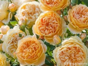 大花香水月季的养护方法，分享10种花香飘满屋