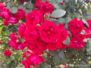 6款红色系的藤本月季品种，适合打造网红花墙