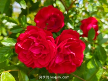 月季红木香爆花机器，花艳丽花量大花期长